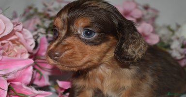 Miniature Dachshund dogs KC Long Coat Miniature Dachshund Puppies - Advert 7