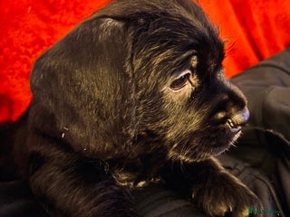 Mixed Breed dogs 💚❤️ READY TO LEAVE NOW ❤️💚 - Advert 8