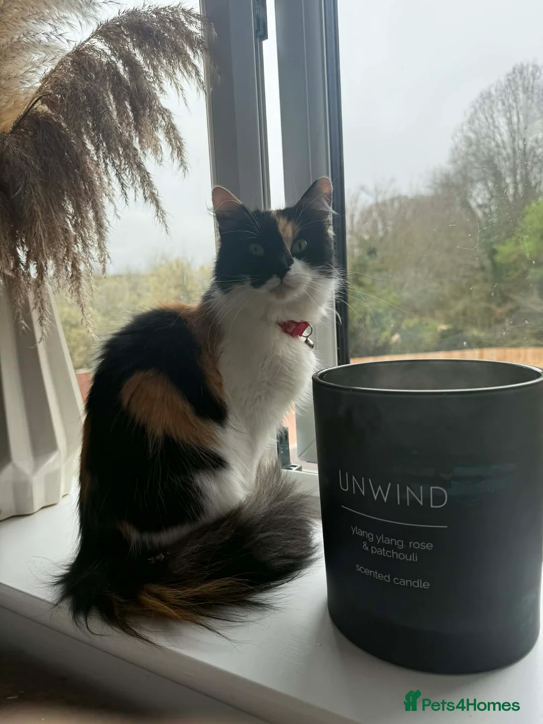 Mixed Breed cats for sale: Sandy and angel  - Advert 1