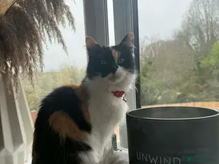 Mixed Breed cats Sandy and angel - Advert 5