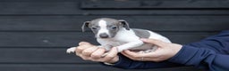 Italian Greyhound dogs for sale: READY TO GO IN 5 DAYS  - Advert 24