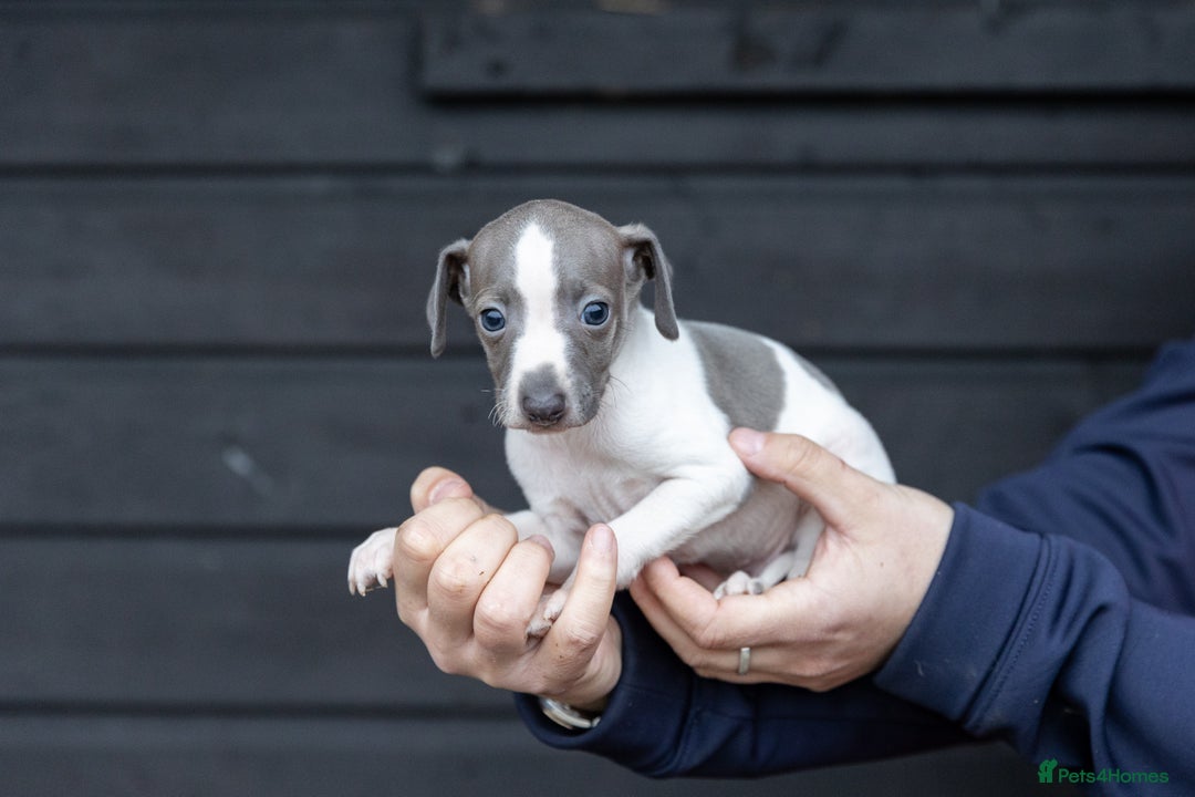 Italian Greyhound dogs for sale: READY TO GO IN 5 DAYS  - Advert 24
