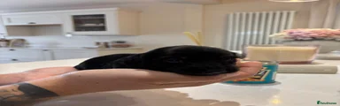 Long hairBlack and Tan Miniature Dachshund