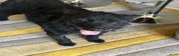 Mixed Breed dogs for adoption: Sweet ZoE NEEDS LOVE - Advert 10
