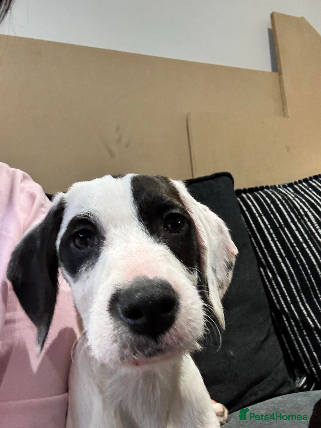 Bocker dogs for sale: Bocker (spainel x beagle) - Advert 2