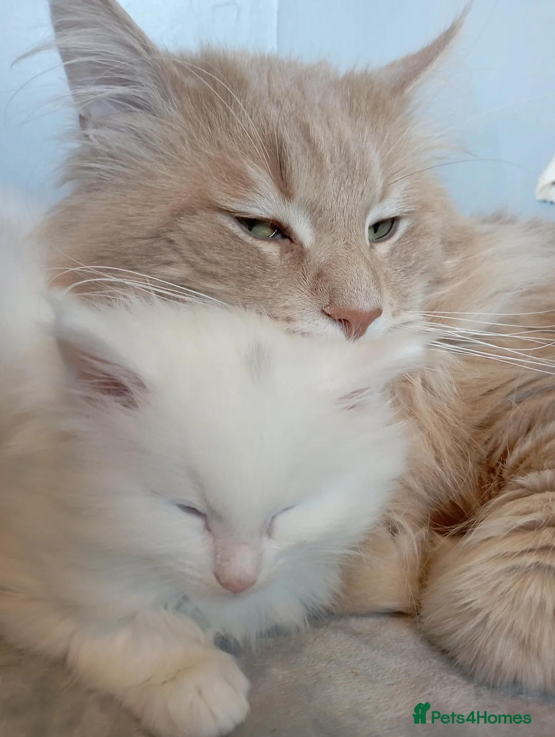 Maine Coon cats for sale: white female Maine coons, 1 polydactyl  - Advert 2