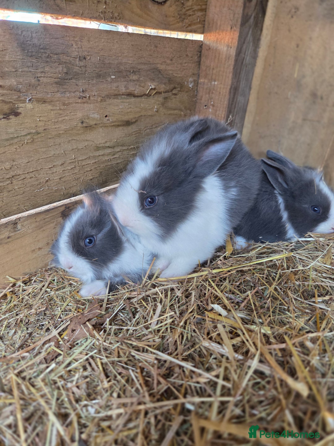 Mini Lion Lop rabbits for sale: Mixed breeds of rabbits - Image 4