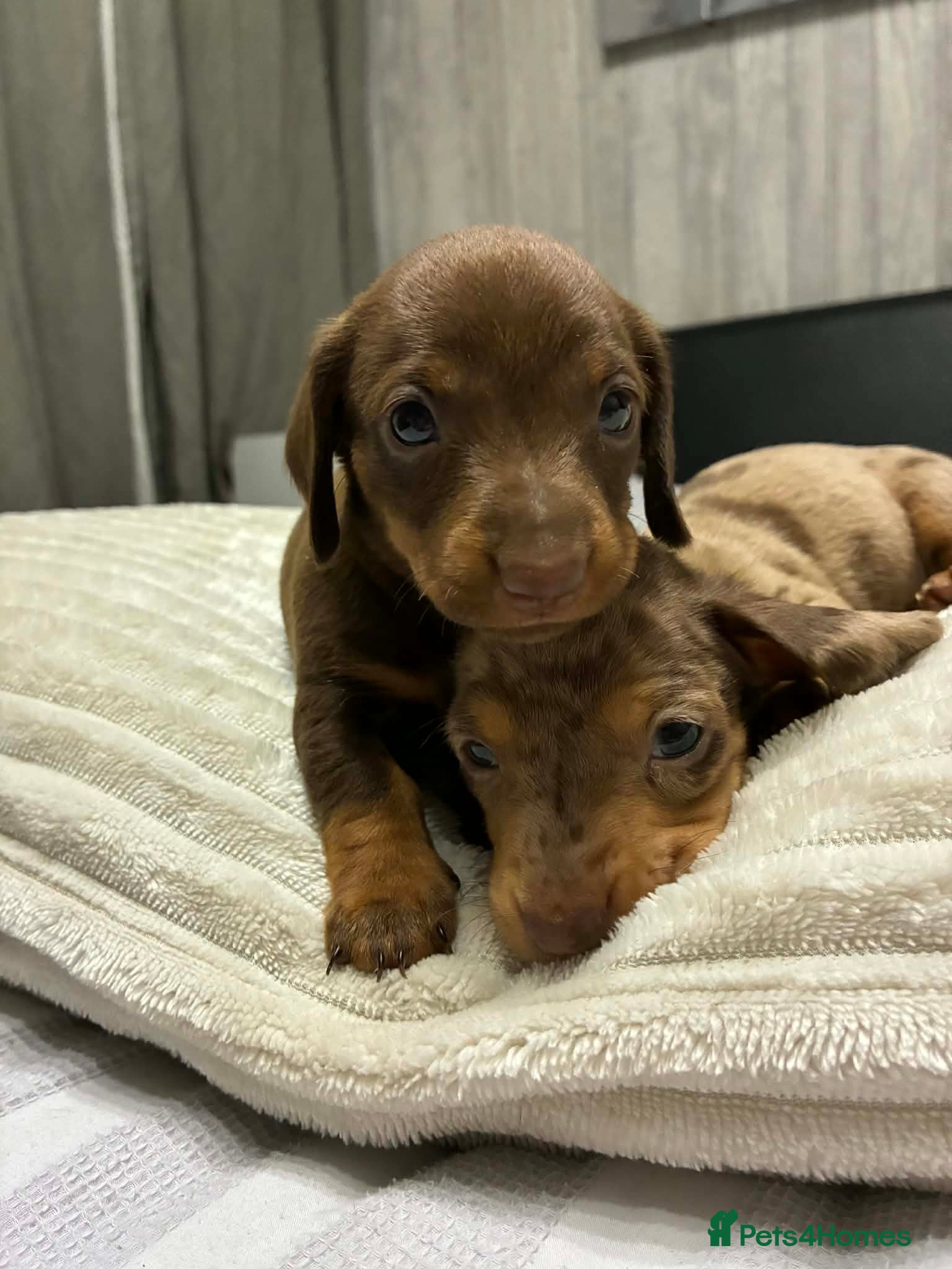 Miniature Dachshund dogs Miniature Dachshund Puppies Available 🐾 - Advert 4
