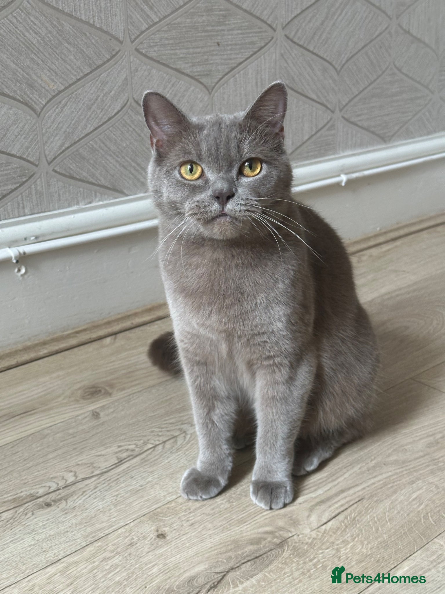 British Shorthair cats MOTHER FOR SALE  - Advert 2