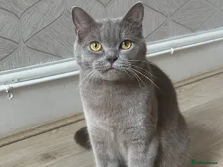 British Shorthair cats MOTHER FOR SALE - Advert 2