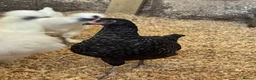Chickens poultry for sale: Cuckoo maran banty pullers and cockerels for sale  - Advert 7