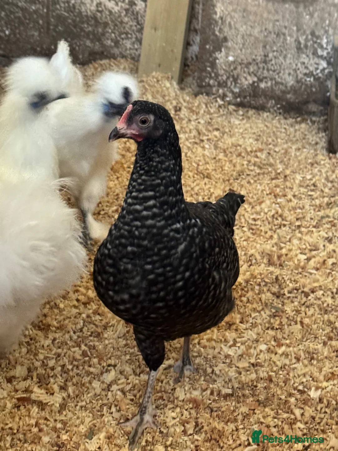 Chickens poultry for sale: Cuckoo maran banty pullers and cockerels for sale  - Advert 7