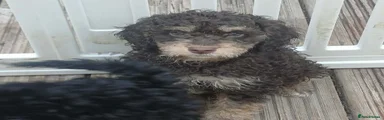 Cockapoo 2