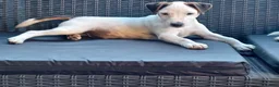 Parson Russell dogs for sale: Quality Parsons Russell Terrier Puppies - Advert 4