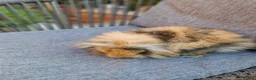 Mini Lop rabbits for sale: 4 x Mini Lion Lop 2 born June 2 born July  - Advert 7