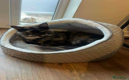 Maine Coon cats for sale: 1 year old Maine Coon Pair - Advert 14