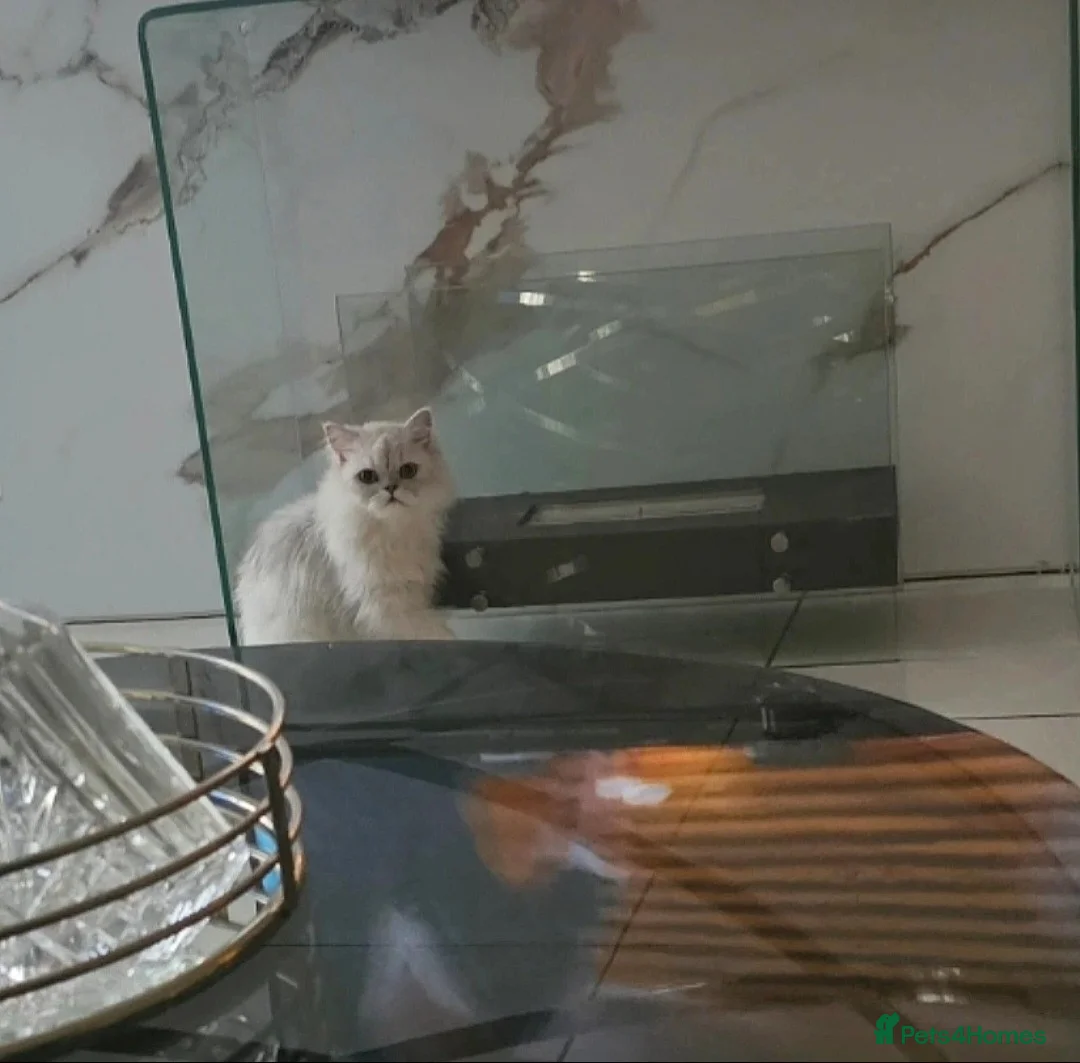 Persian cats for sale: 2 beautiful Persian Chinchilla kittens for sale - Advert 9