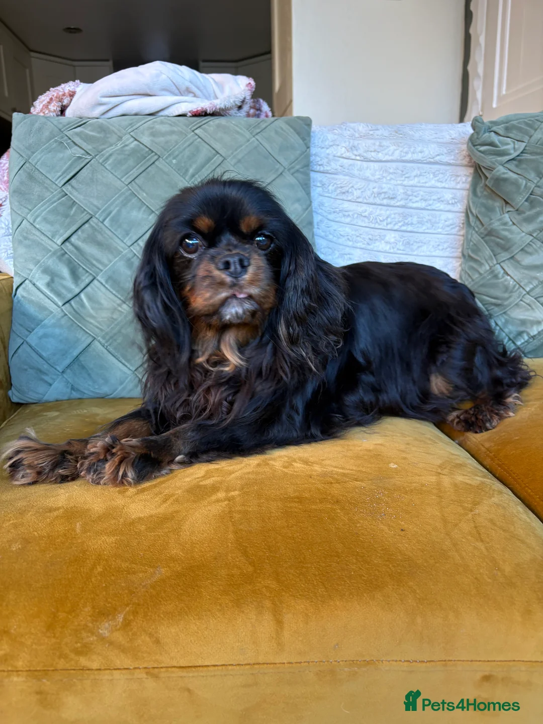 Cavalier King Charles Spaniel dogs for sale: Mabel looking for new home  - Advert 2