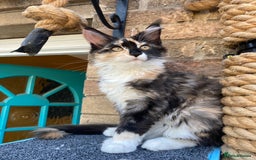Maine Coon cats for sale: Pedigree Maine Coon Kittens (TICA) - Image 29