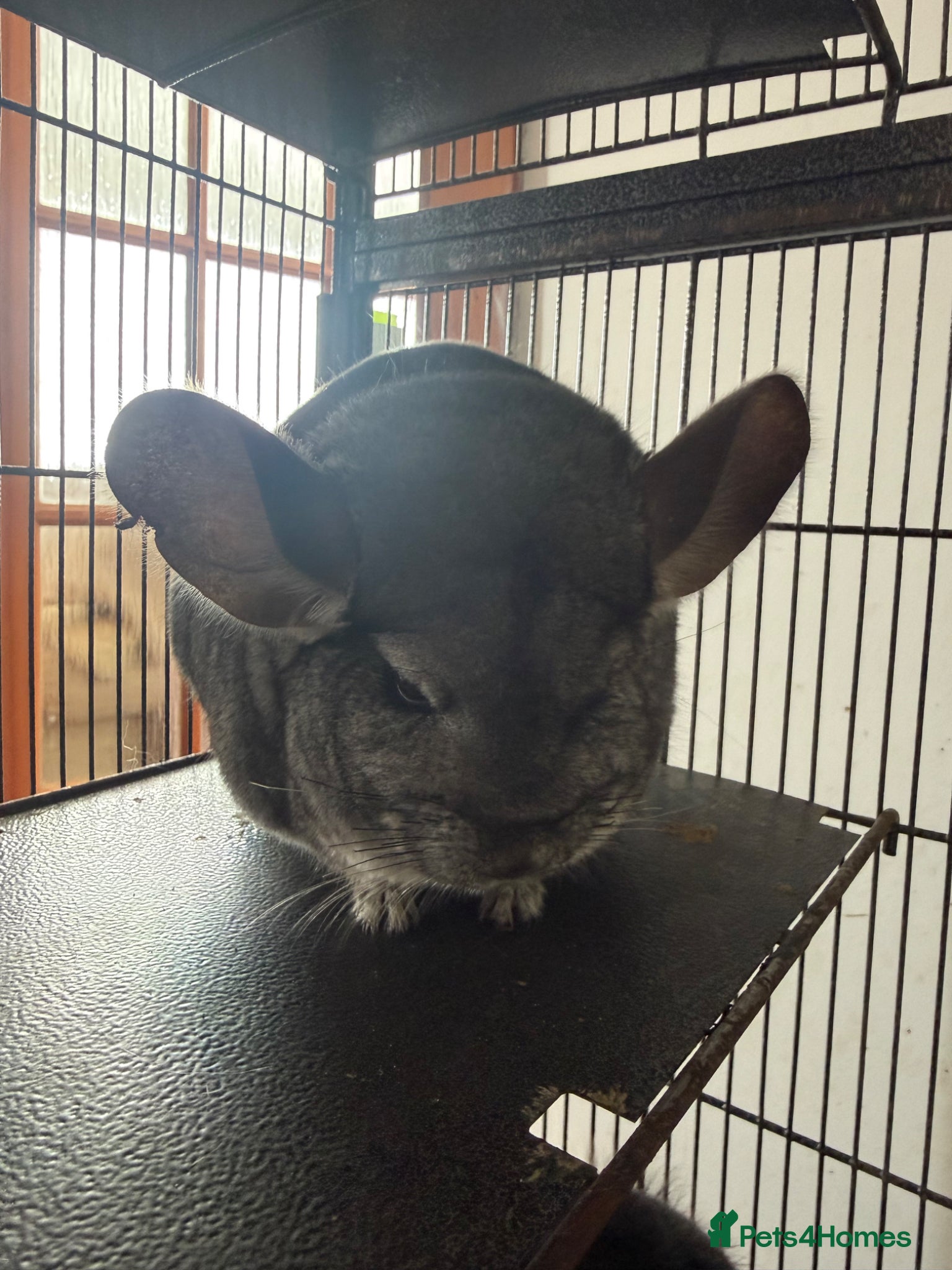 Chinchilla rodents Beautiful Adult Male Grey Chinchilla - Advert 4