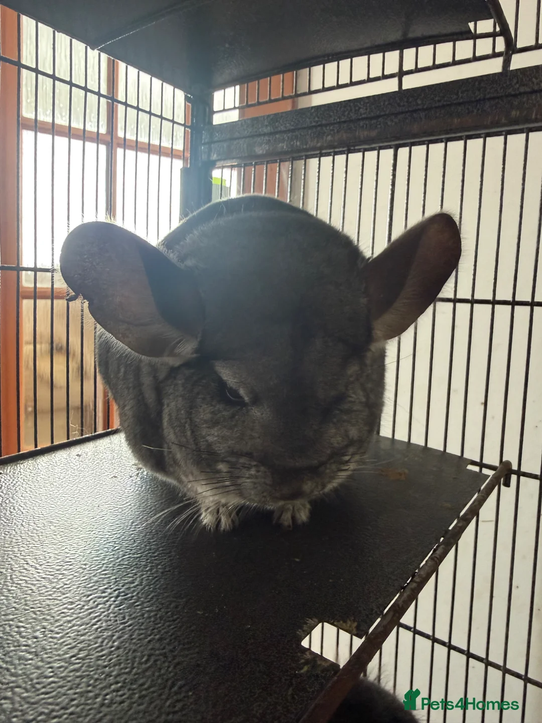 Chinchilla rodents for sale: 2 Beautiful Male Grey Chinchillas - Advert 2