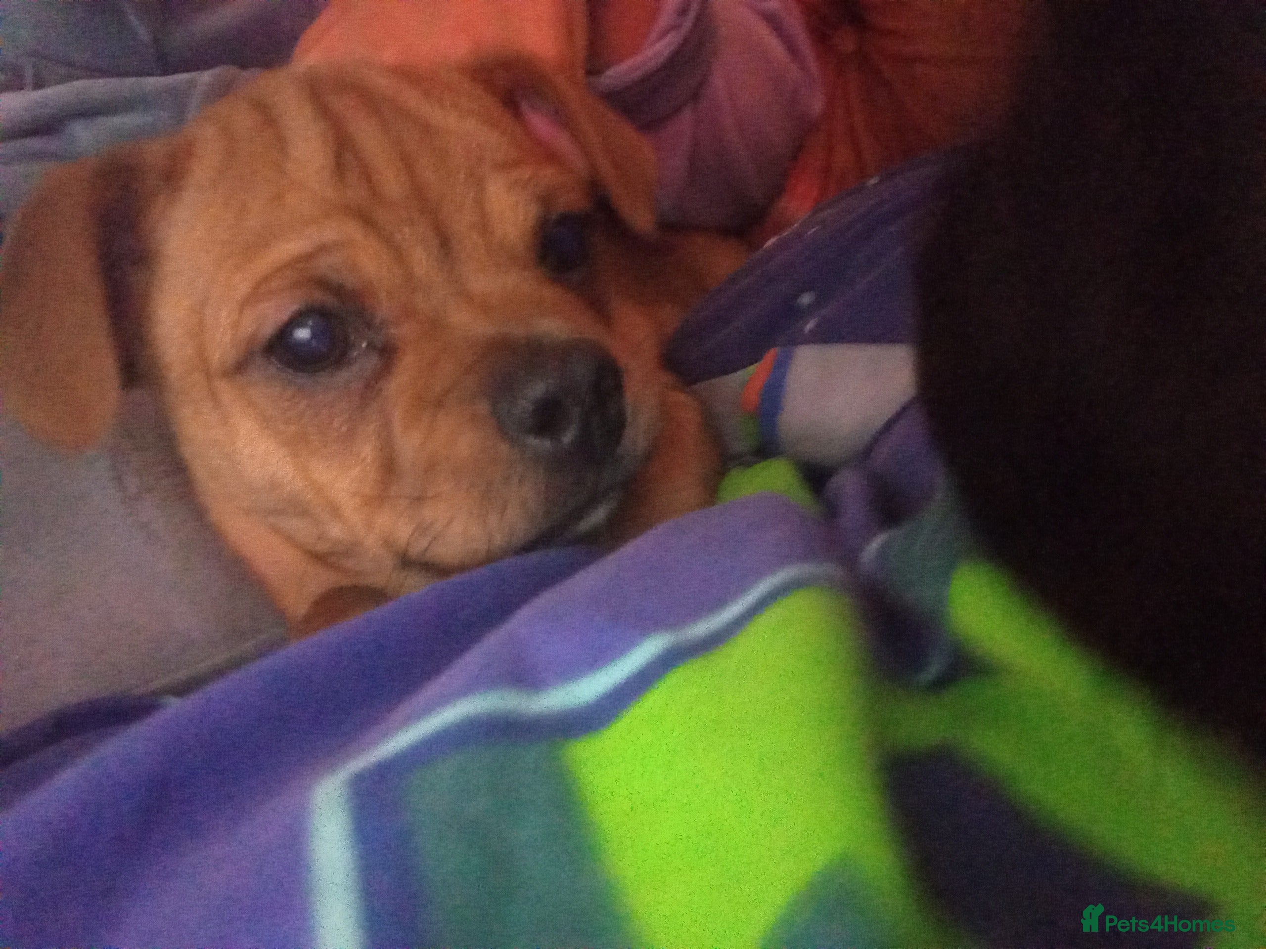 Mixed Breed dogs Female Honey Staff cross pug  - Advert 2