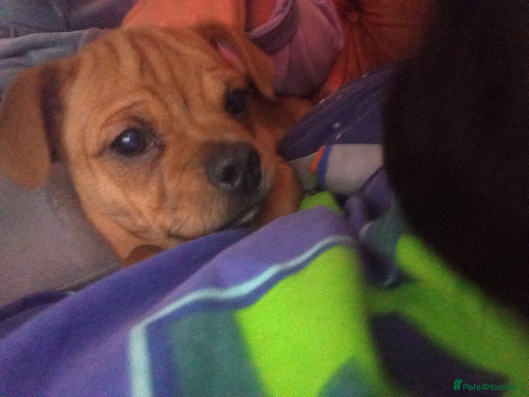 Mixed Breed dogs for sale: RARE 1 FEMALE LEFT Honey Staff cross pug  - Advert 1