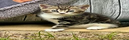 Mixed Breed cats for sale: Three beautiful kittens – two girls and one boy.  - Advert 6
