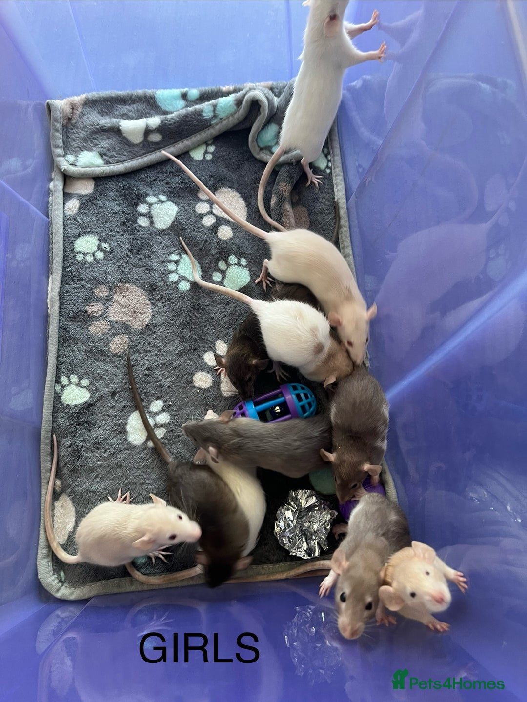 Rat rodents for sale: Baby dumbo rats for sale - Image 8