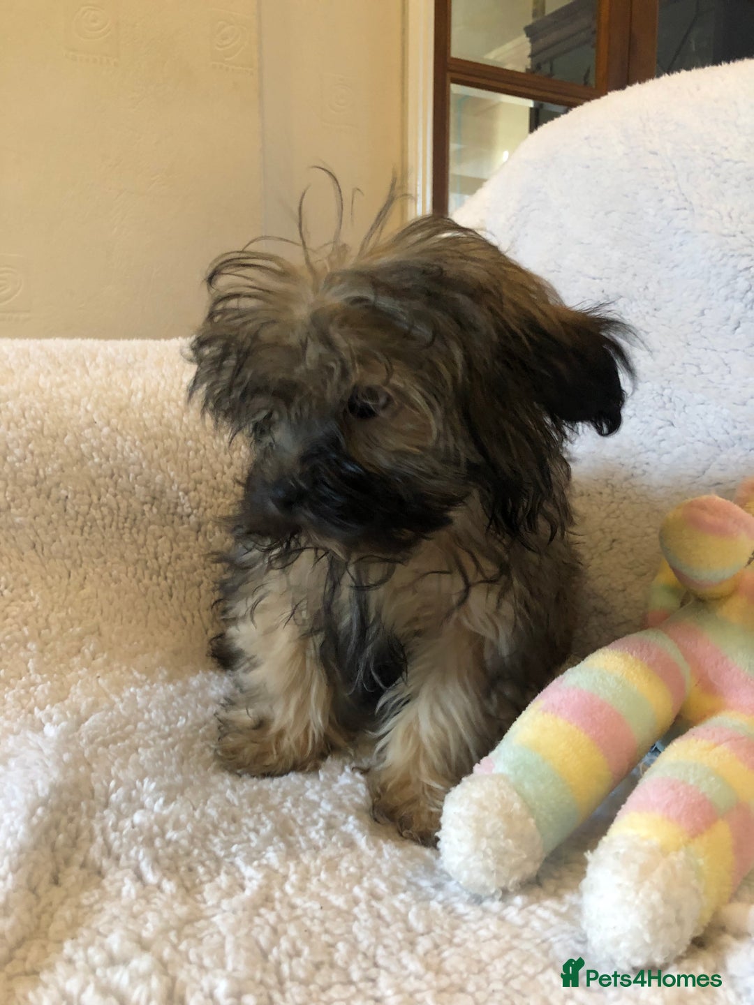 Shihpoo dogs for sale: shihpoo puppies for sale  - Advert 4