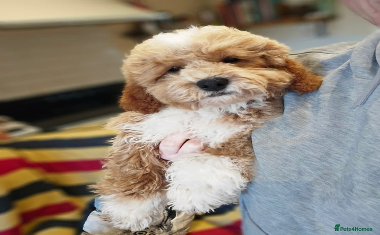 Cavapoo dogs - Advert 9