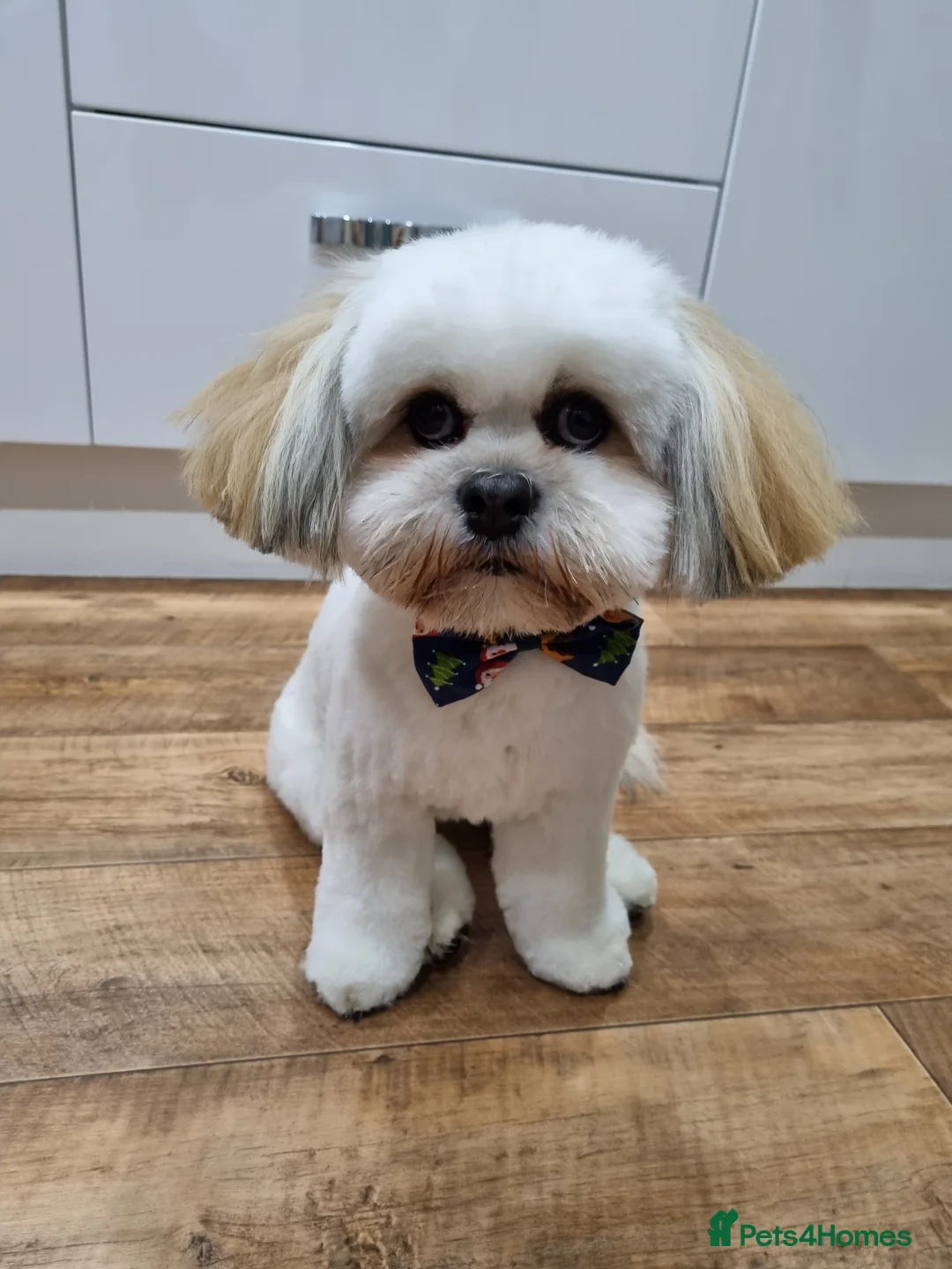 Lhasa Apso dogs for stud: Gorgeous proven pedigree Lhasa Apso for stud in Pontefract - Advert 6