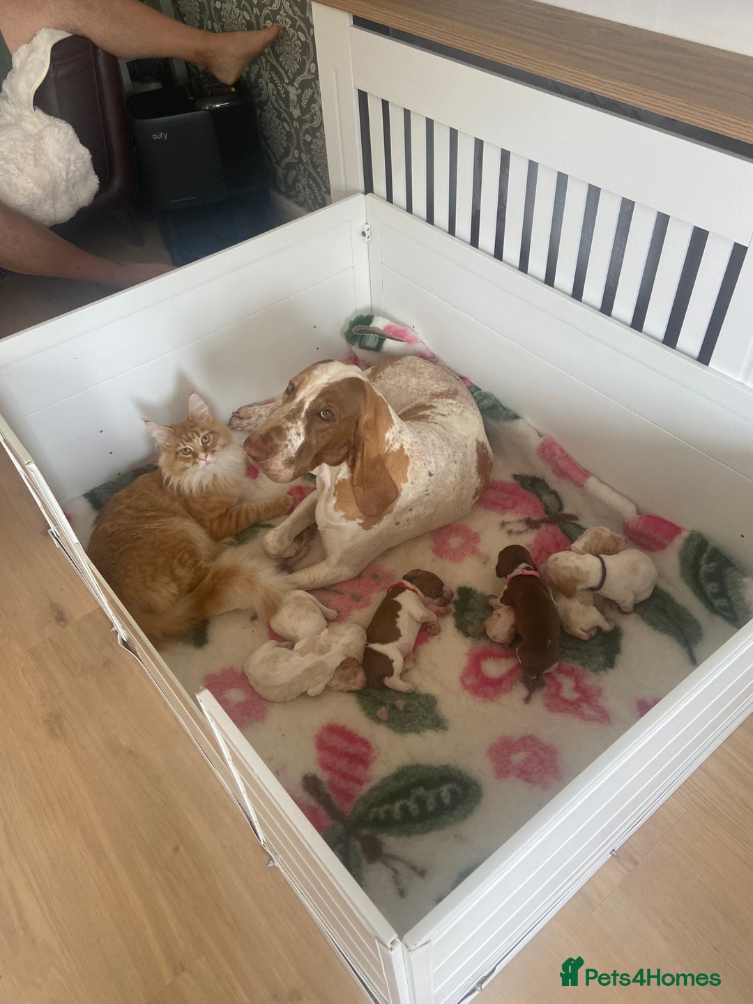 Maine Coon cats for sale: GCCF registered Dog 🐶 Friendly  - Advert 22