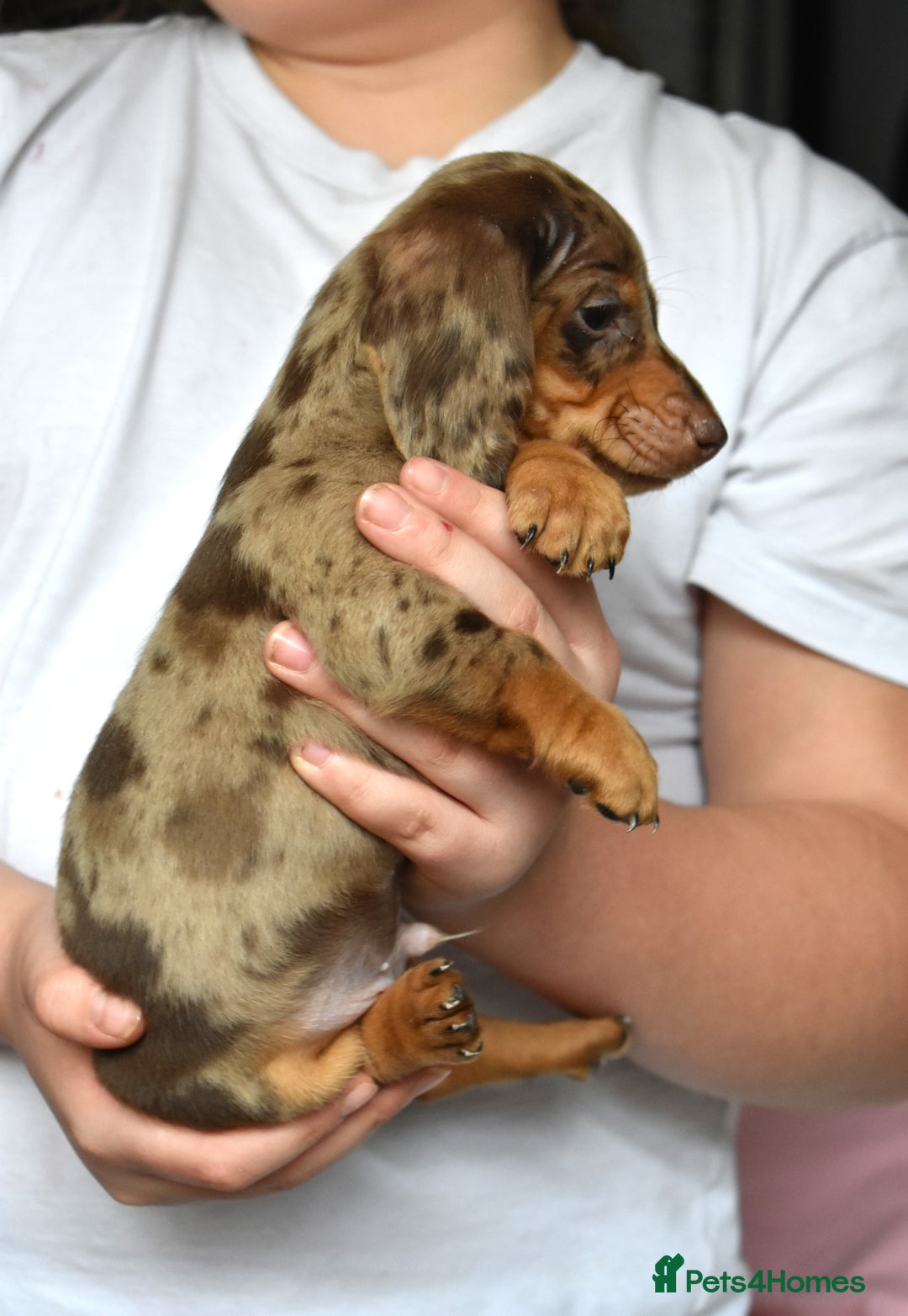 Dachshund dogs for sale: true miniature dachshund puppies ready now  - Image 7