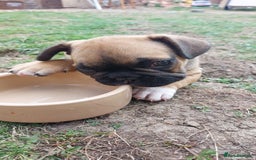 French Bulldog dogs for sale: BINGO  - Image 13