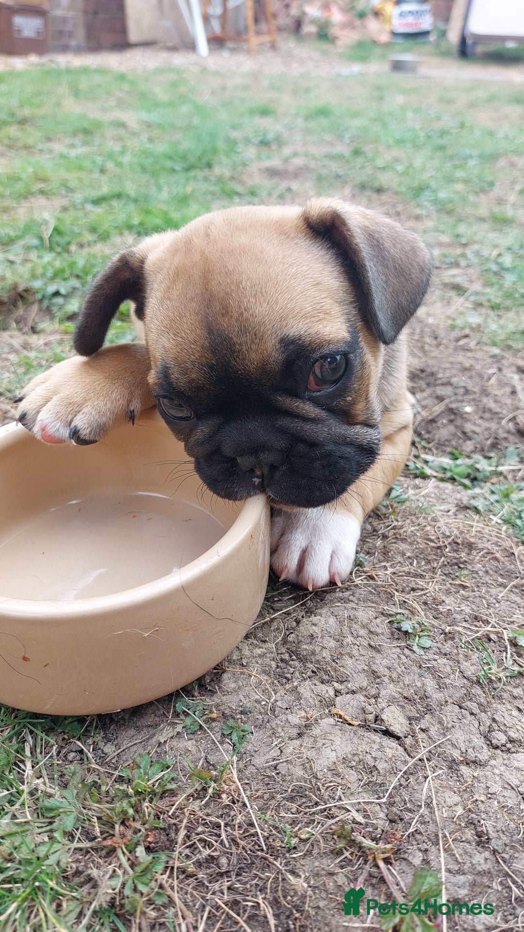 French Bulldog dogs for sale: BINGO  - Image 13