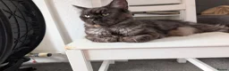 Maine Coon cats for sale: Large kittens growing nicely  - Advert 13