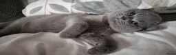 British Shorthair cats for sale: Misty  - Advert 3