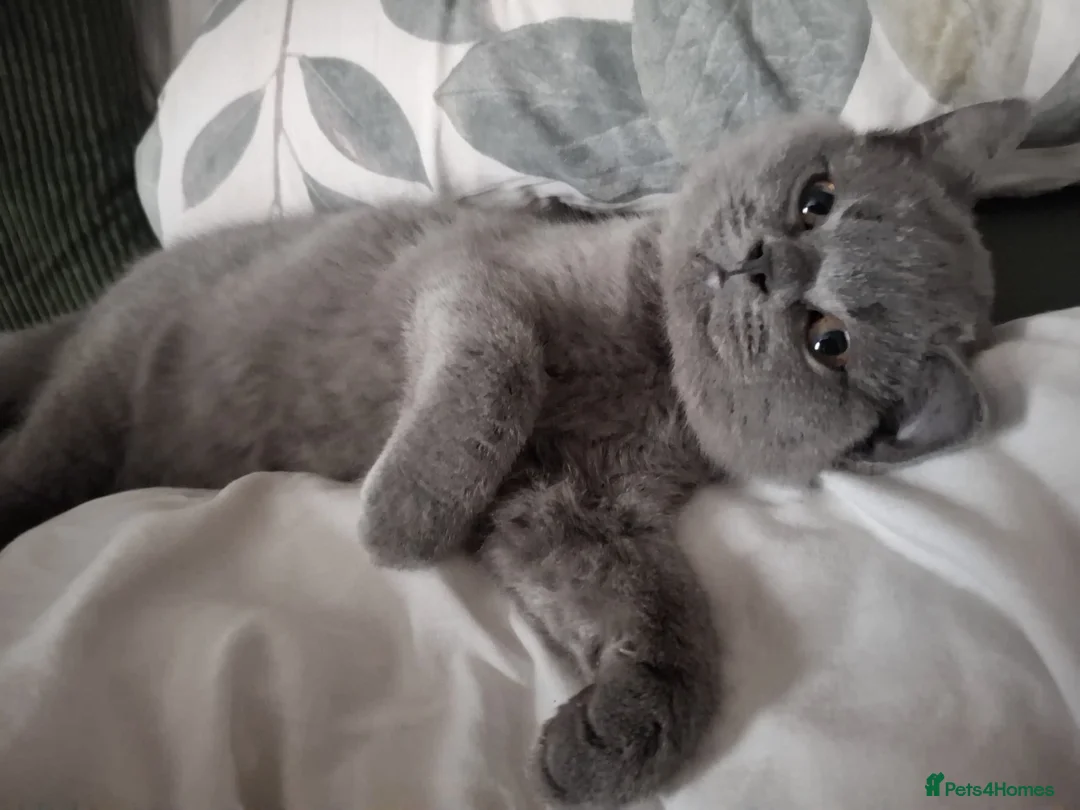 British Shorthair cats for sale: Misty  - Advert 3