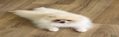 Pomeranian Puppy 2