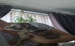 Mixed Breed dogs for sale: Docker  - Image 11