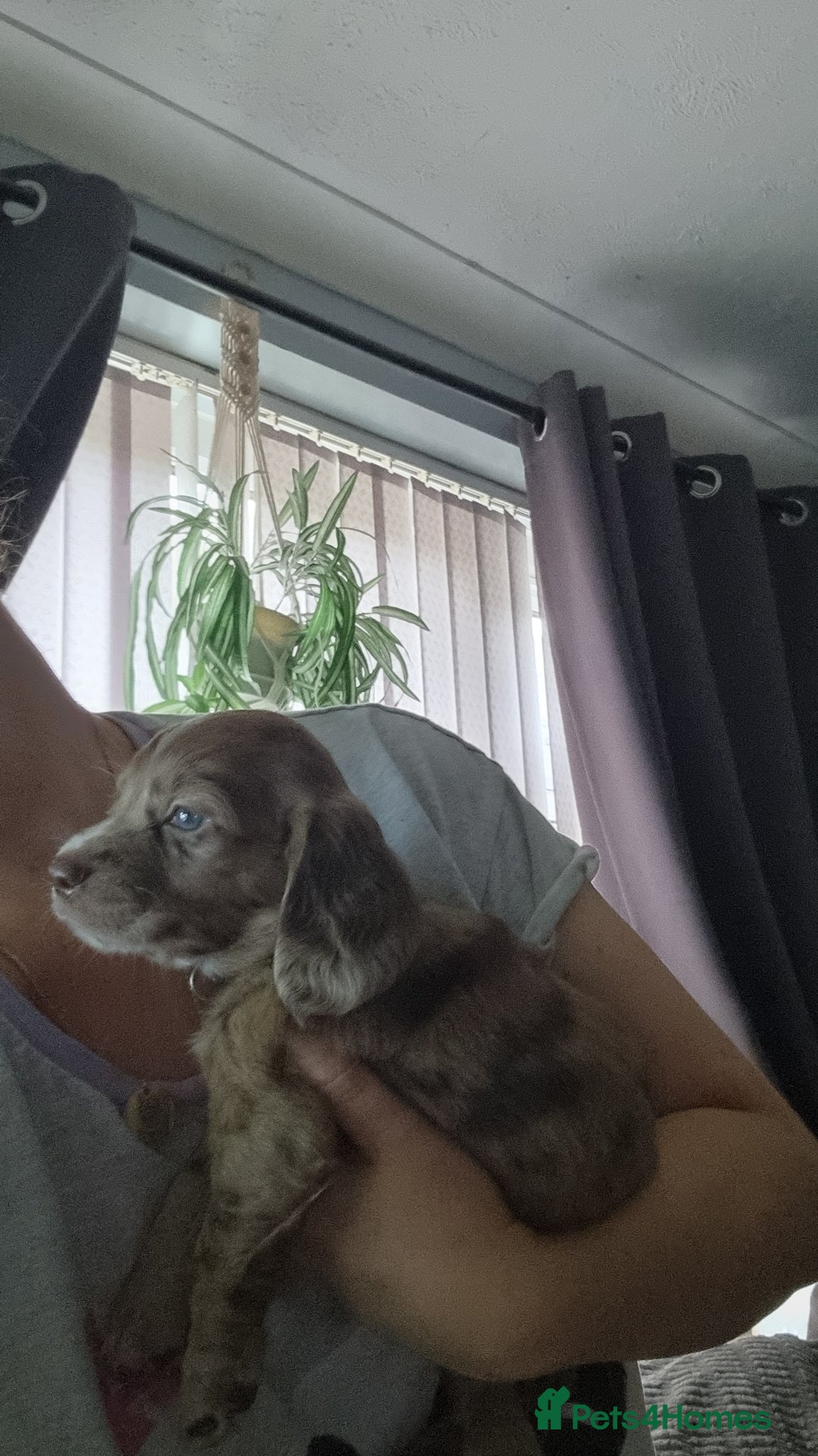 Mixed Breed dogs for sale: Docker  - Image 11