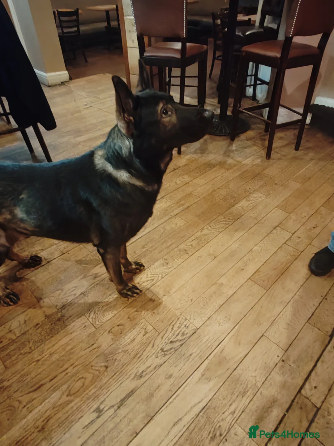 German Shepherd dogs for stud: KENSESQUI SIMBA (Simba) - Advert 11