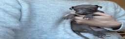 Italian Greyhound dogs for sale: KC Champion lines ⭐️ Italian Greyhound puppies  - Advert 26