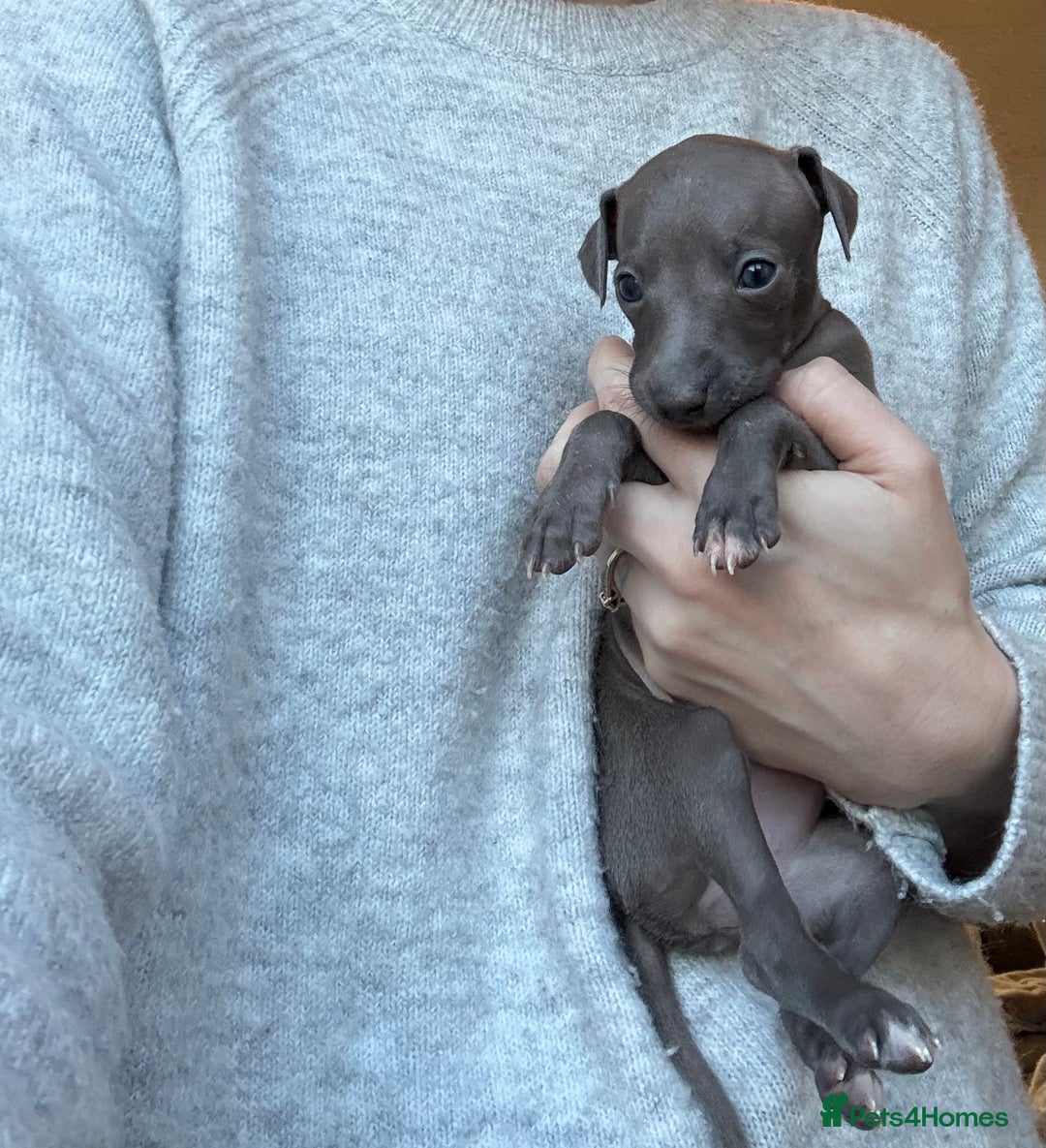 Italian Greyhound dogs for sale: KC Champion lines ⭐️ Italian Greyhound puppies  - Advert 26