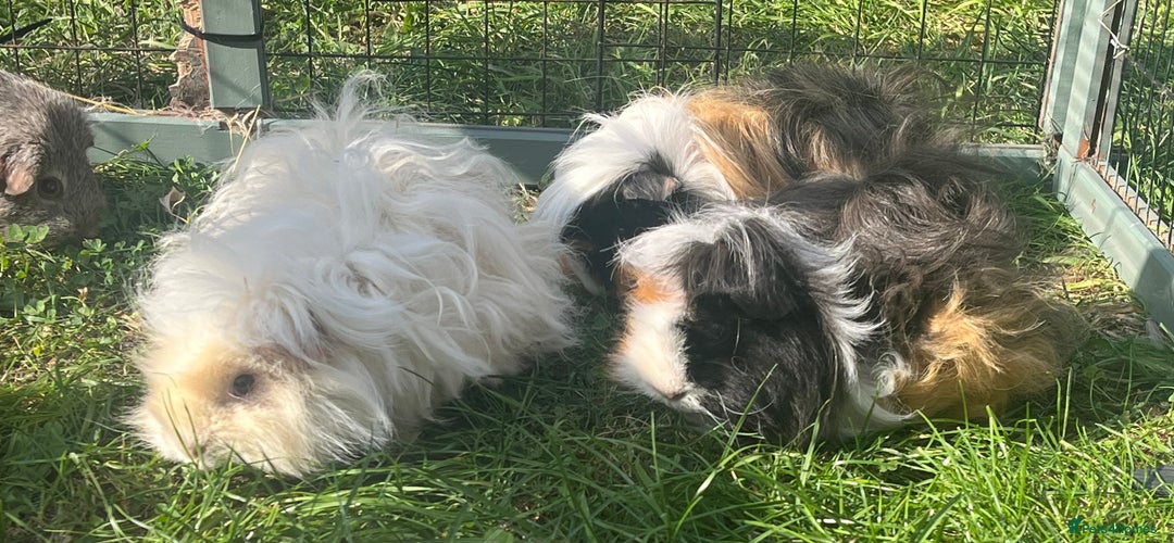 Guinea Pig rodents for sale: Guinea pigs looking for new homes  - Image 3