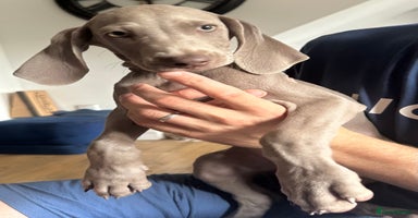 Weimaraner dogs in Thetford - Advert 15