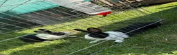 Dutch rabbits for sale: 2 Male Dutch Rabbits  in Malton - Advert 1