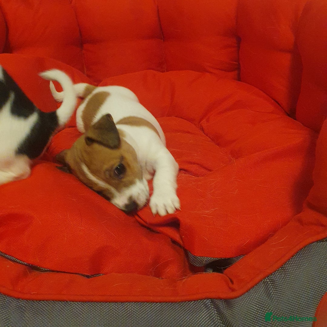 Jack Russell dogs for sale: Jack Russell puppies  - Image 11
