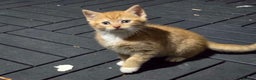 Mixed Breed cats for sale: 5 cute little kittens wanting a warm home.  - Advert 5